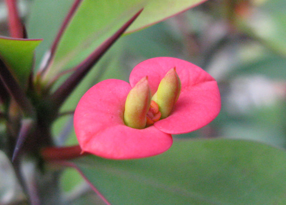 Pépinière Palmaris Euphorbia milii