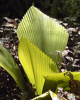 Johannesteijsmannia altifrons