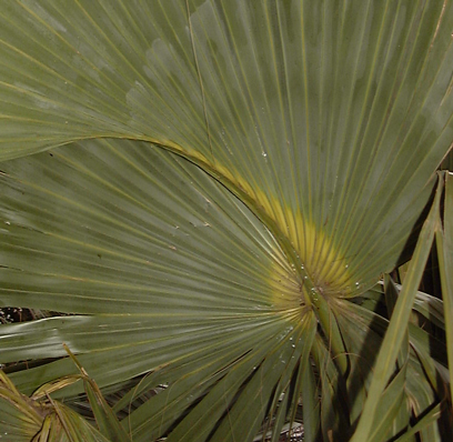 Sabal palmetto