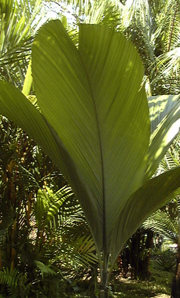 Pelagodoxa henryana