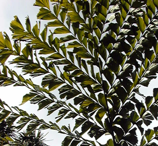 Caryota urens