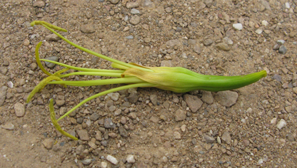 Fleur d'Agave weberi