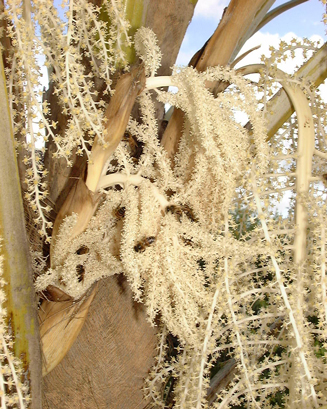 Fleurs de Coccothrinax barbadensis