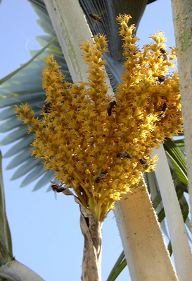 Fleurs de Pritchardia pacifica