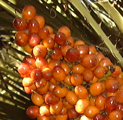 Fruit de Chamaerops humilis