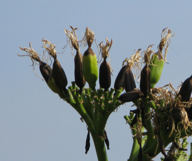 Fruits d'Agave americana