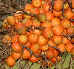 Fruits de Butia capitata