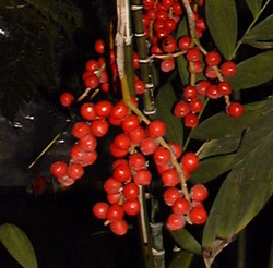 Fruits de Chamaedorea microspadix