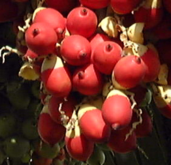 Fruits d'Adonidia merrillii