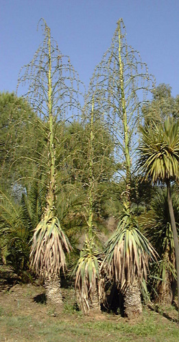 Pépinière Palmaris Furcrea bedinghausii Jacquemin