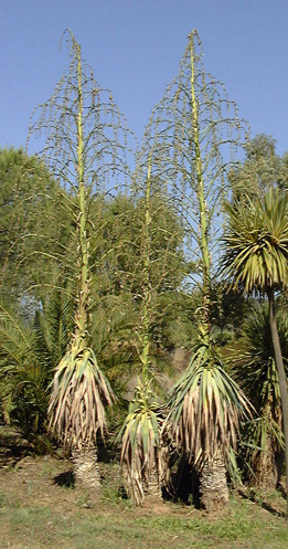 Pépinière Palmaris Furcrea bedinghausii  Jacquemin