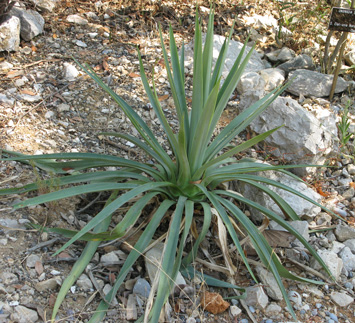 Pépinière Palmaris Furcrea bedinghausii  Foncaude