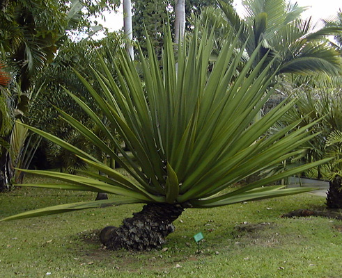 Pépinière Palmaris Furcrea foetida