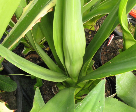 Pépinière Palmaris Furcrea foetida