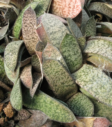 Pépinière Palmaris Gasteria brachyphylla bayeri