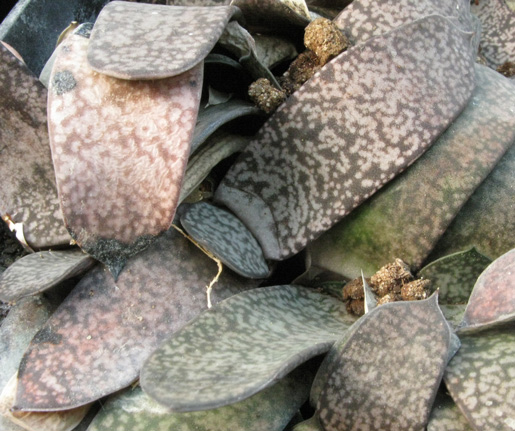 Pépinière Palmaris Gasteria brachyphylla bayeri