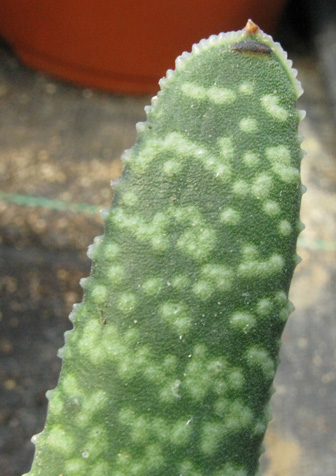 Pépinière Palmaris Gasteria prolifera