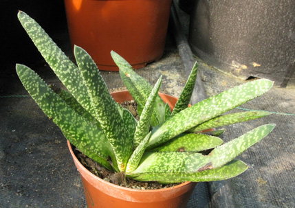 Pépinière Palmaris Gasteria prolifera