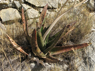 Pépinière Palmaris Gasteria verrucosa Foncaude