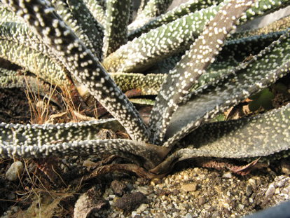 Pépinière Palmaris Gasteria verrucosa