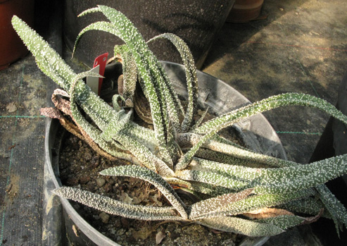 Pépinière Palmaris Gasteria verrucosa