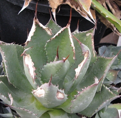 Pépinière Palmaris Brûlure de gel sur Agave potatorum