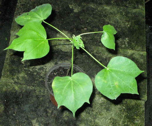 Pépinière Palmaris Gossypium barbadense