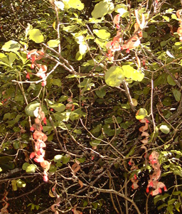 Pépinière Palmaris Haematoxylon sp