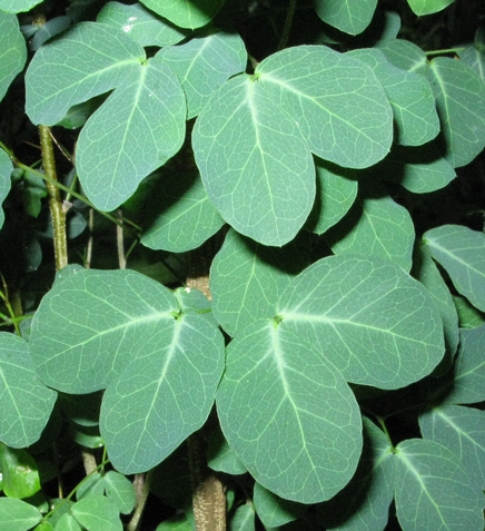 Pépinière Palmaris Haematoxylon sp