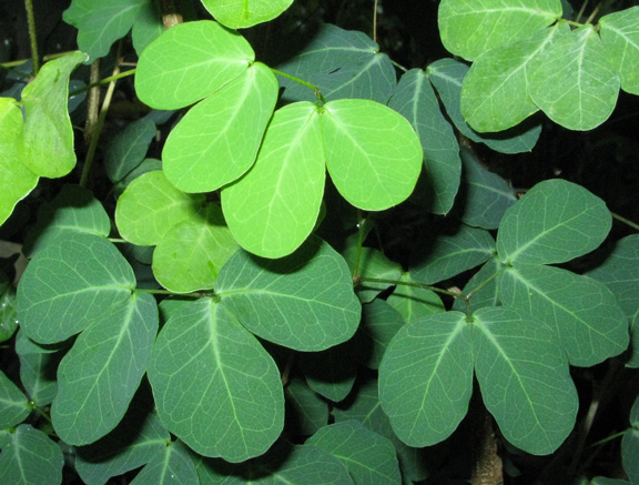 Pépinière Palmaris Haematoxylon sp