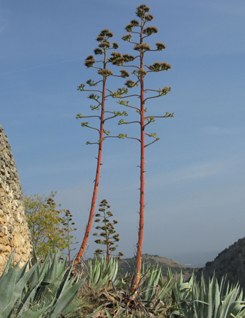 Agave americana Aragon