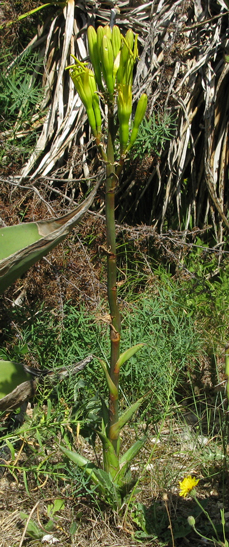 Drageon fleurissant d'Agave atrovirens