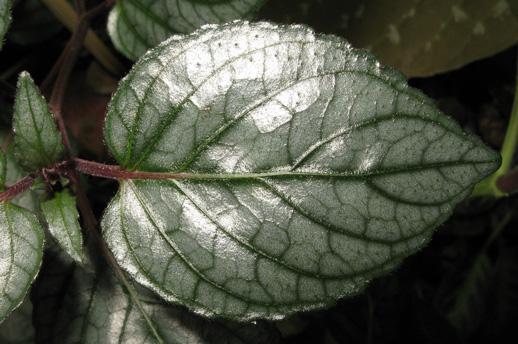 Pépinière Palmaris Hemigraphis alternata