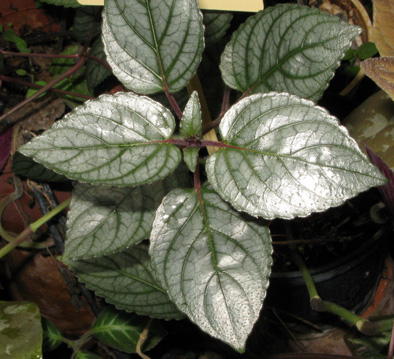 Pépinière Palmaris Hemigraphis alternata