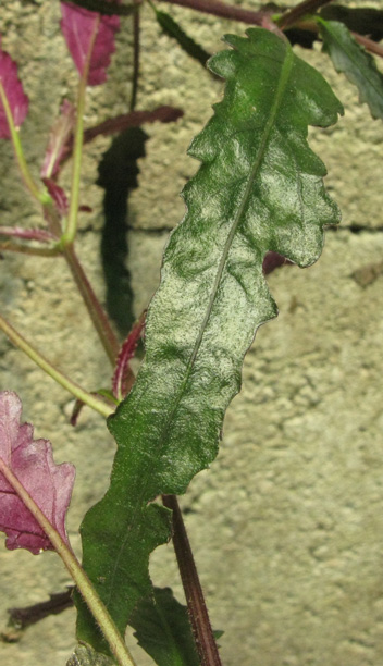 Pépinière Palmaris Hemigraphis repanda