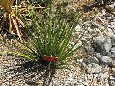 Pépinière Palmaris Hesperaloe funifera 