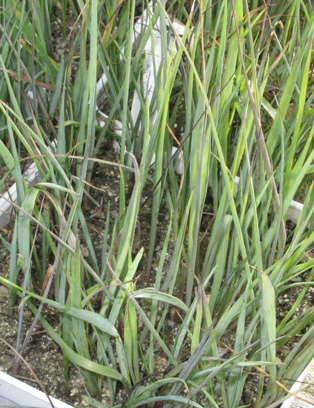 Pépinière Palmaris Hesperaloe funifera