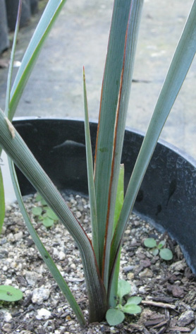 Pépinière Palmaris Hesperaloe funifera