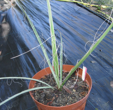 Pépinière Palmaris Hesperaloe funifera