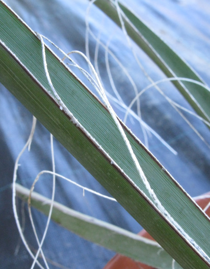 Pépinière Palmaris Hesperaloe funifera