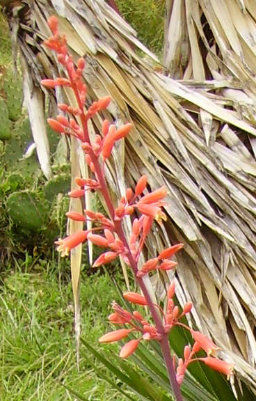 Pépinière Palmaris Hesperaloe parviflora