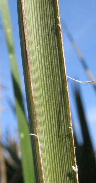 Pépinière Palmaris Hesperaloe parviflora