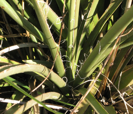 Pépinière Palmaris Hesperaloe parviflora