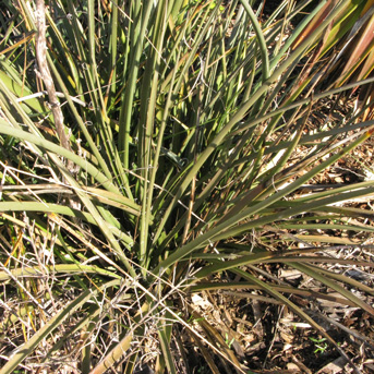 Pépinière Palmaris Hesperaloe parviflora 