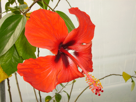 Pépinière Palmaris Hibiscus rosa-sinensis botanique