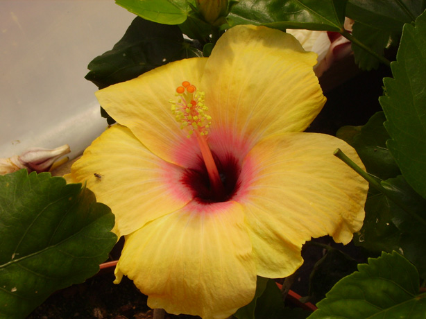 Pépinière Palmaris Hibiscus rosa-sinensis