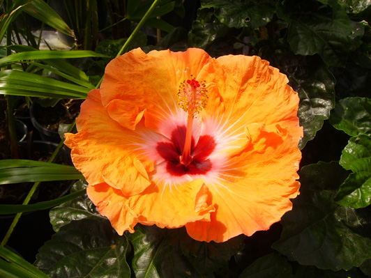 Pépinière Palmaris Hibiscus rosa-sinensis