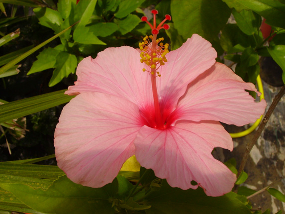 Pépinière Palmaris Hibiscus rosa-sinensis