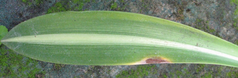 Pépinière Palmaris Hippeastrum reticulatum