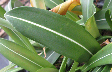 Pépinière Palmaris Hippeastrum reticulatum striatifolium